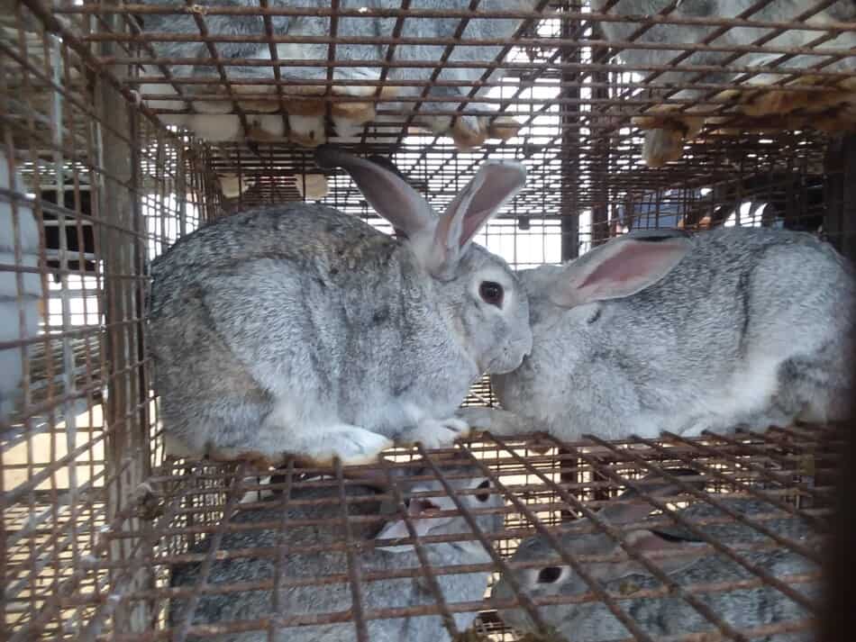 American Chinchilla rabbits for sale at a local auction