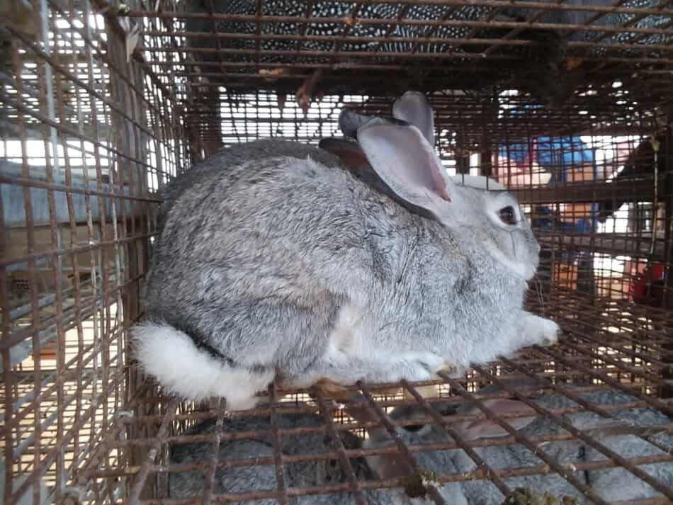a pair of American Chinchilla rabbits for sale at a local auction
