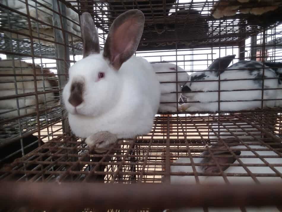 Californian rabbit at a local auction