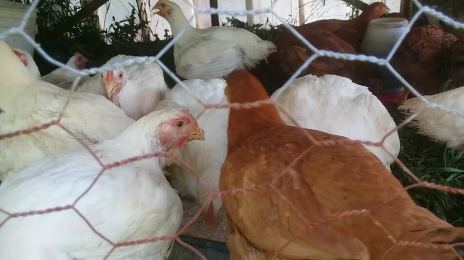 broilers in a chicken tractor, Cornish cross and Red Rangers
