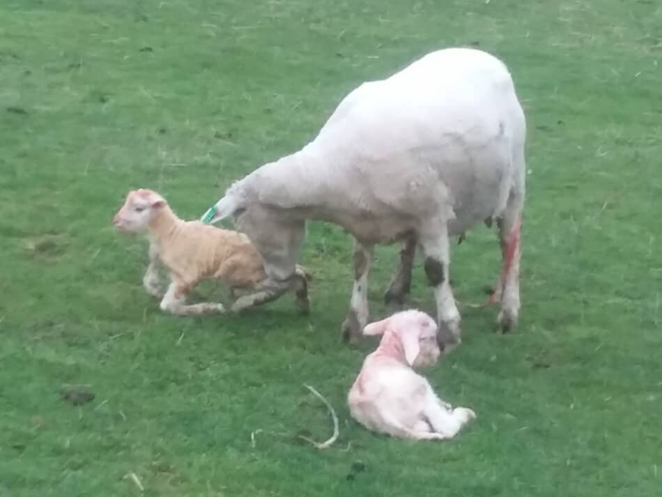ewe with newborn twin lambs