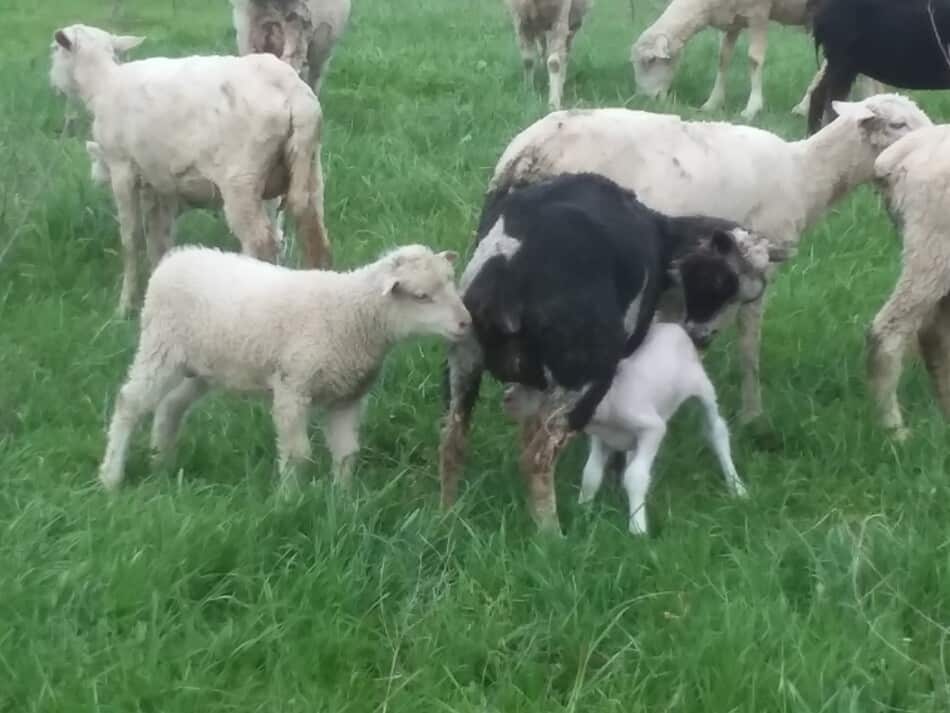 black ewe with new lamb, older lamb coming over to spy on them