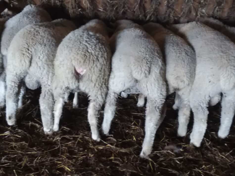 lambs at a feeder eating grain