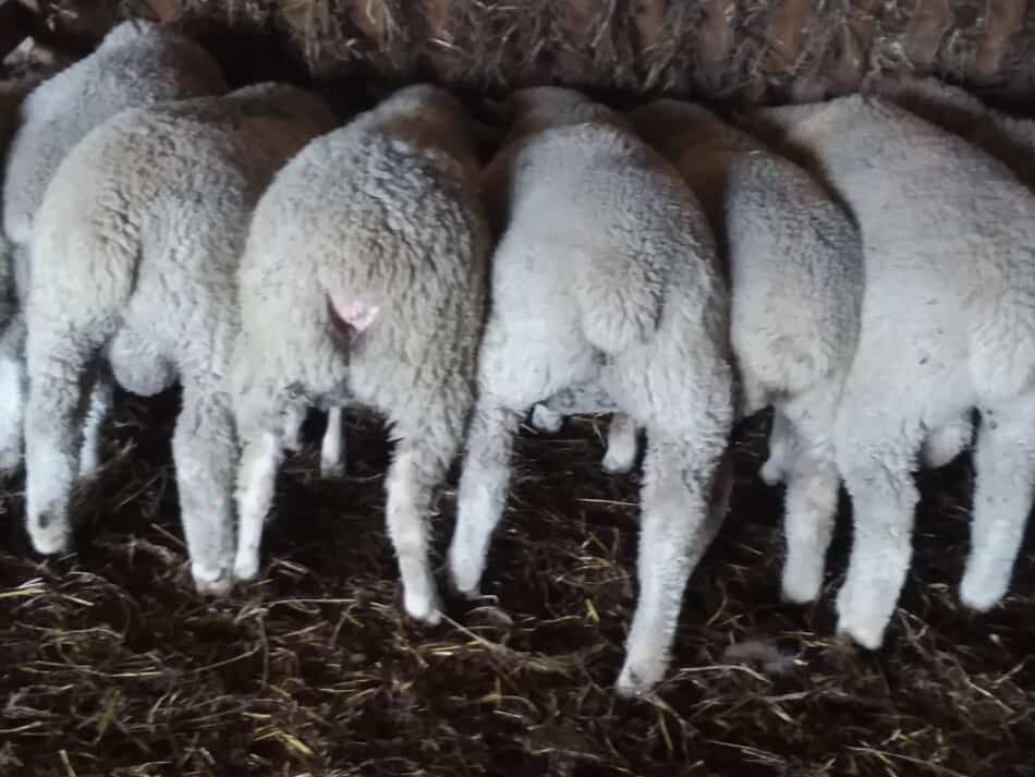 rear view of lambs eating out of a feeder, you can see the docked tails