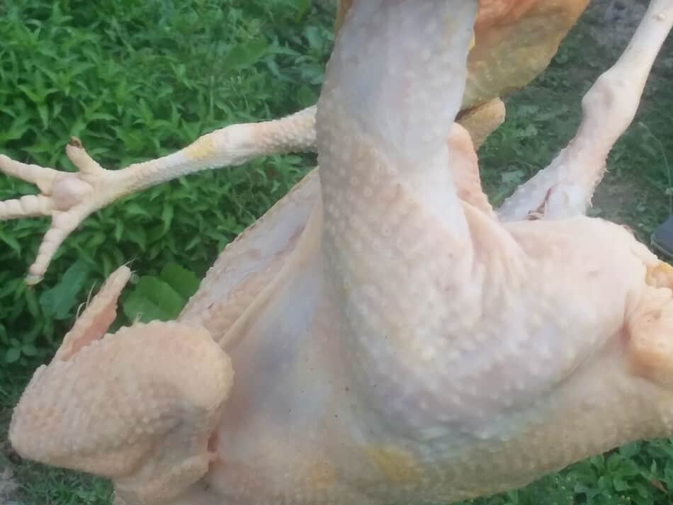 carcass of a plucked traditional breed chicken