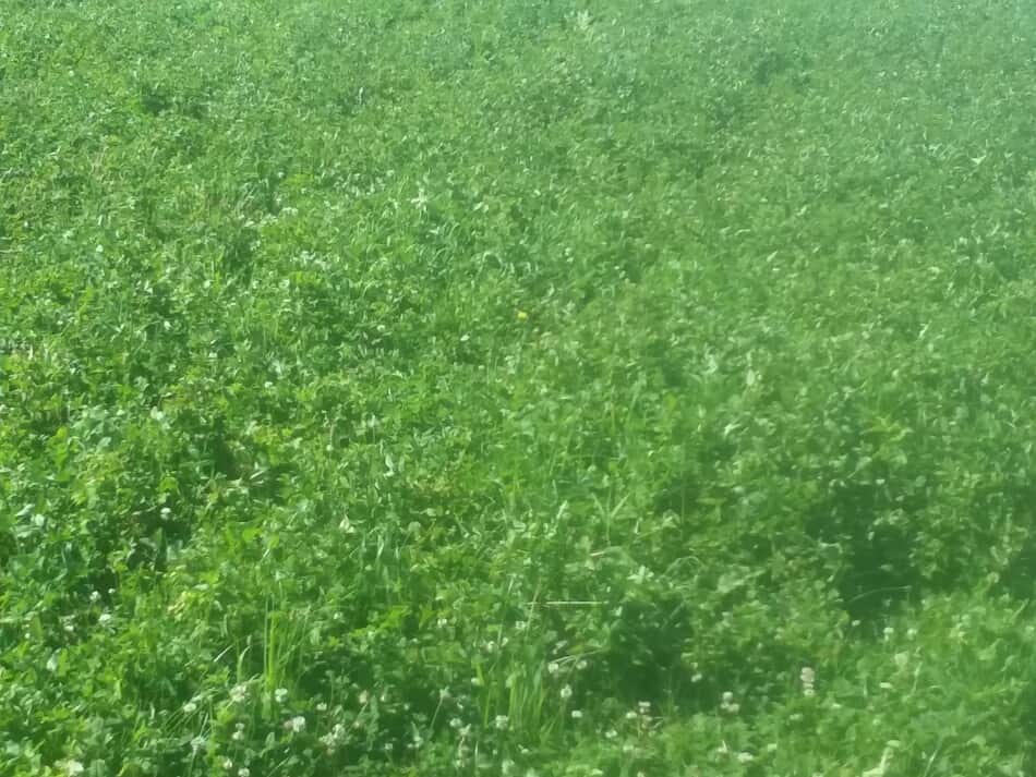 second cutting field of alfalfa and clover