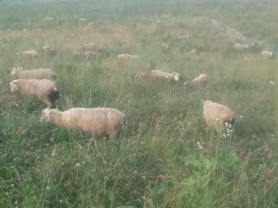 sheep grazing in the fog