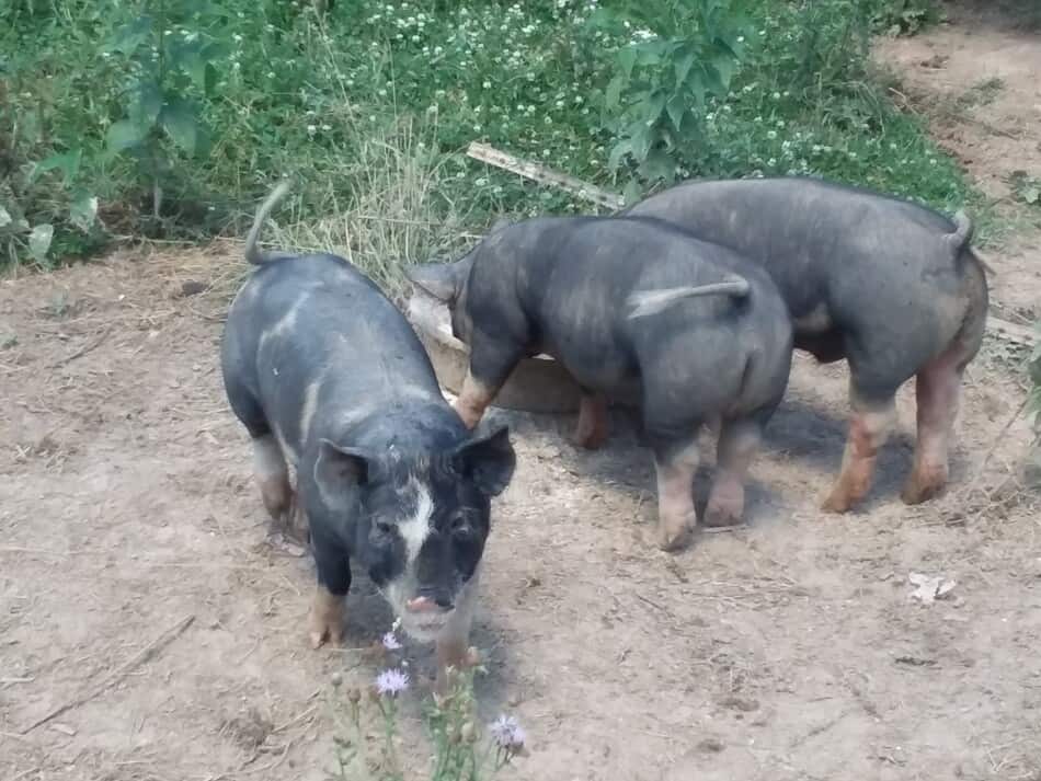 three black feeder pigs eating