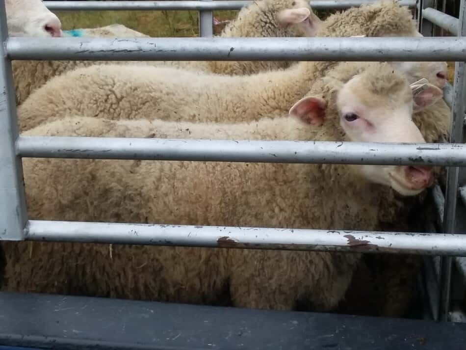 sheep in truck racks