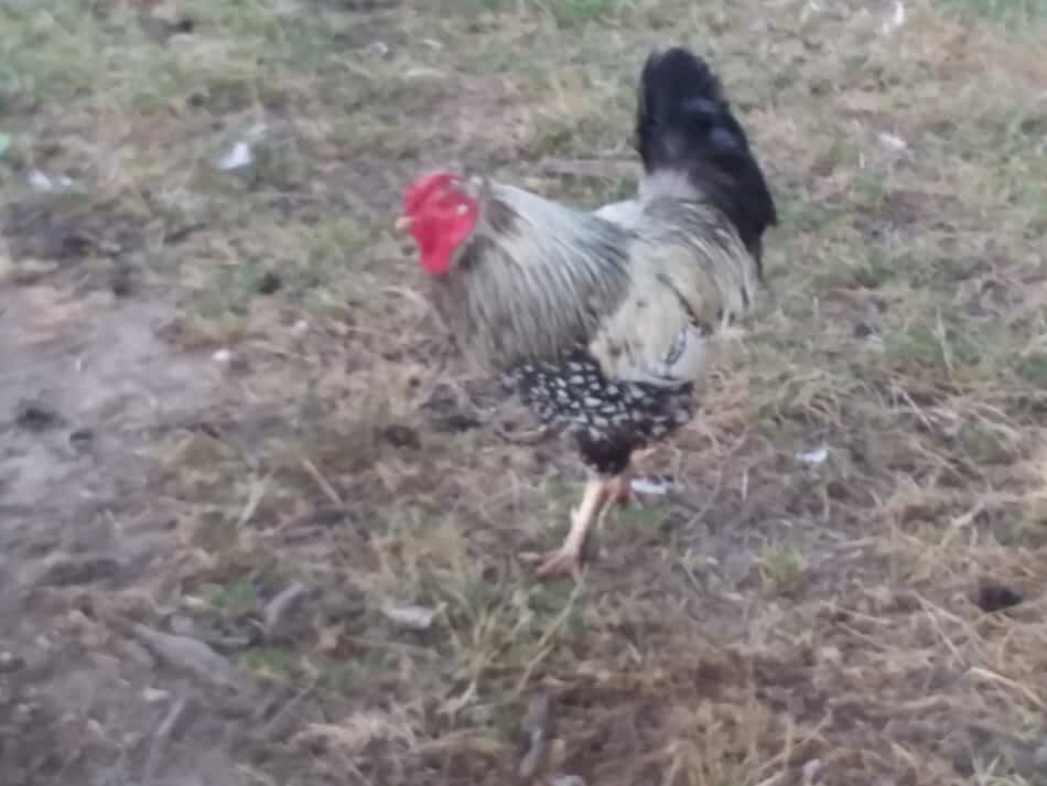 Wyandotte rooster