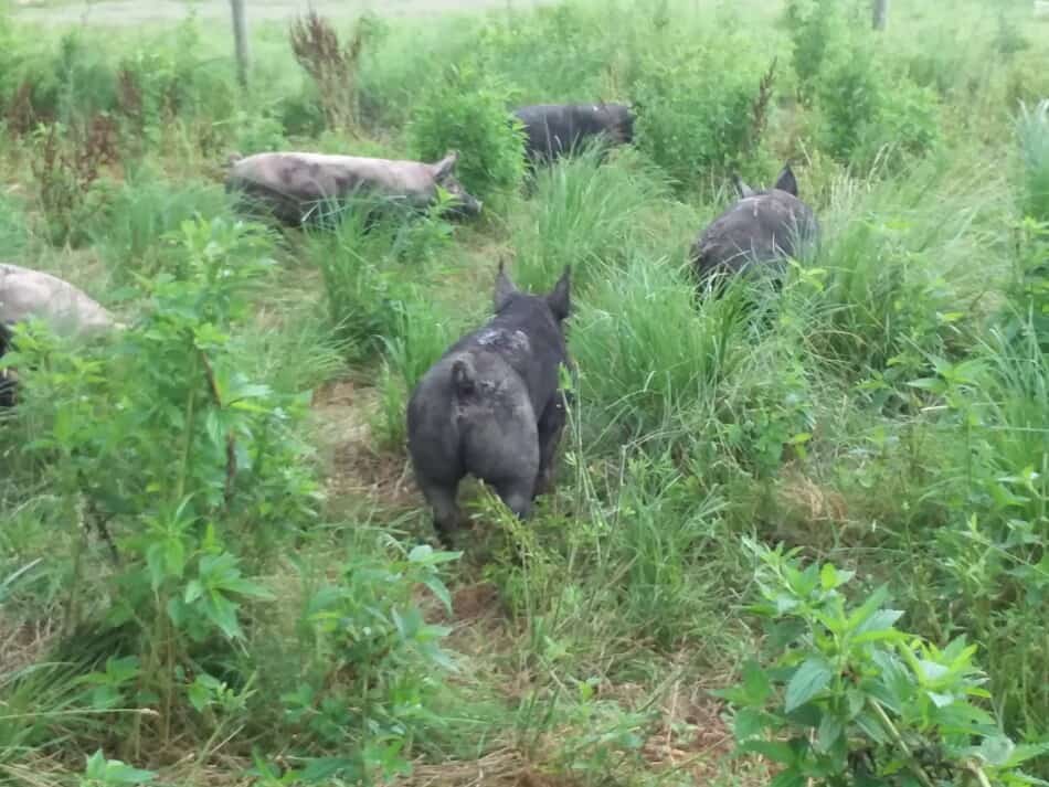 Berkshire cross feeder pigs in grass