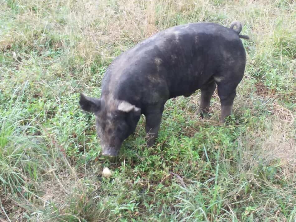 Pig eating grass after rolling in the mud.