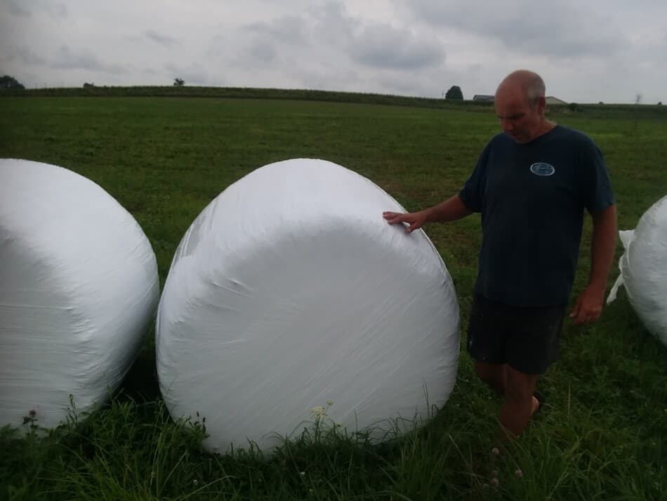 wrapped round bales of haylage for sheep