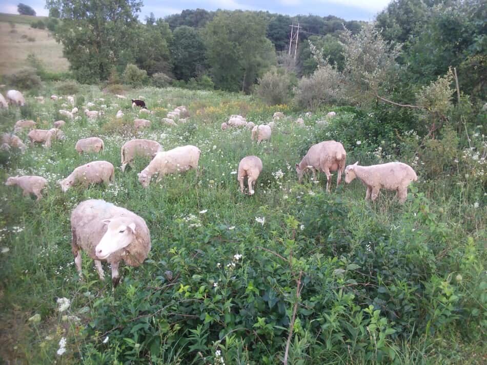 flock of ewes with spring lambs