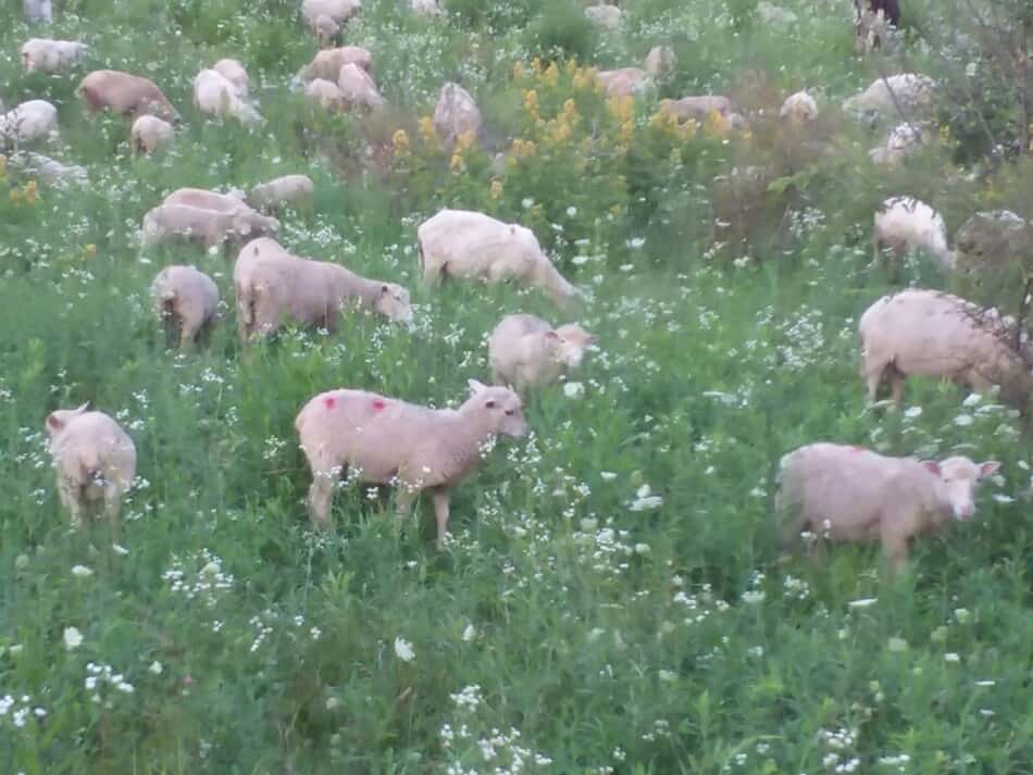 sheep grazing a mixed pasture