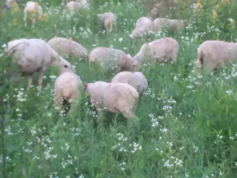 lambs and ewes grazing