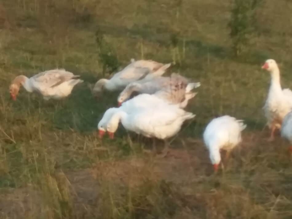 geese grazing