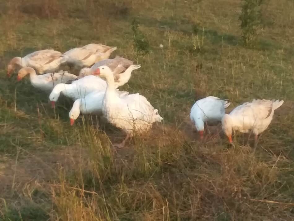 Multiple breeds of geese grazing in one flock