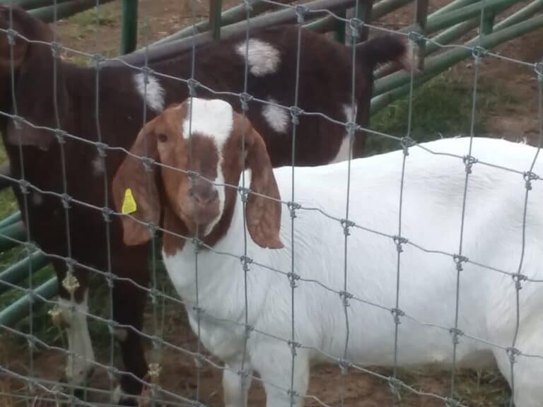 Raising Goats: How To Care For Your New Herd