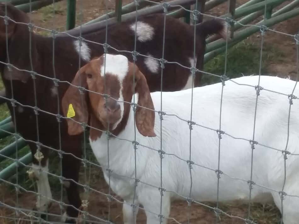 meat goats behind a fence 