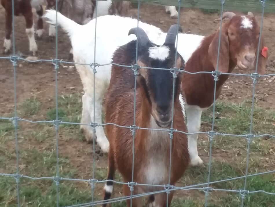 two goats in a pasture