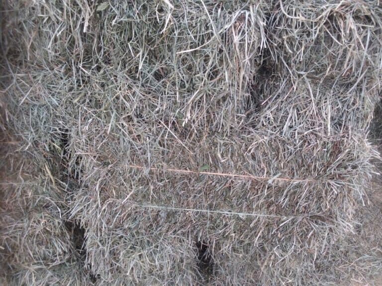 What Is 2nd Cutting Hay?
