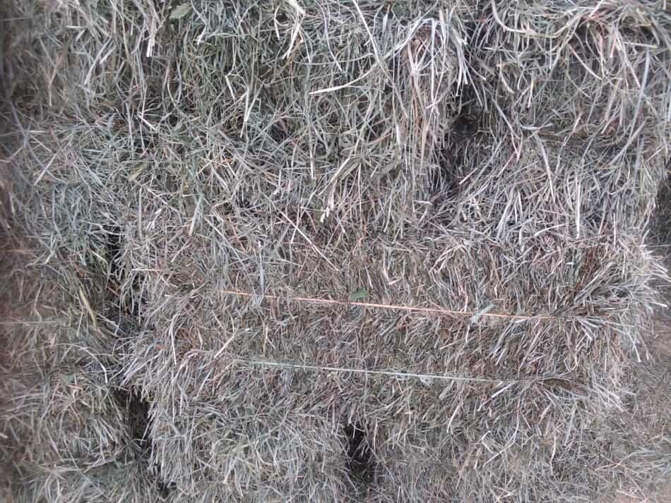stack of small square bales of grass hay