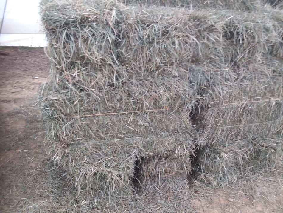 stack of small square bales of hay for sale at the Danville auction
