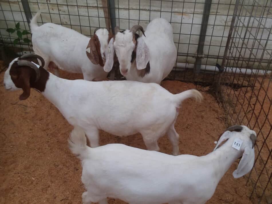 pen of boer type goats for sale at an auction