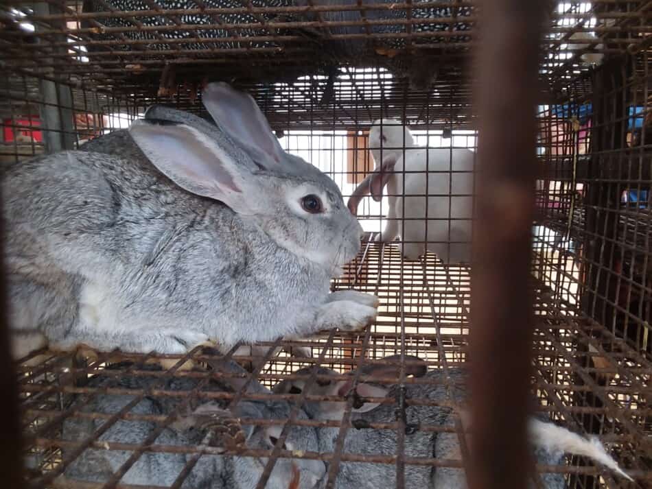 chinchilla rabbits at an auction