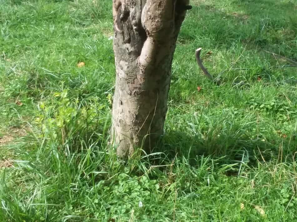 trunk of an apple tree where sheep are allowed to graze down the grass, the tree is untouched by the sheep