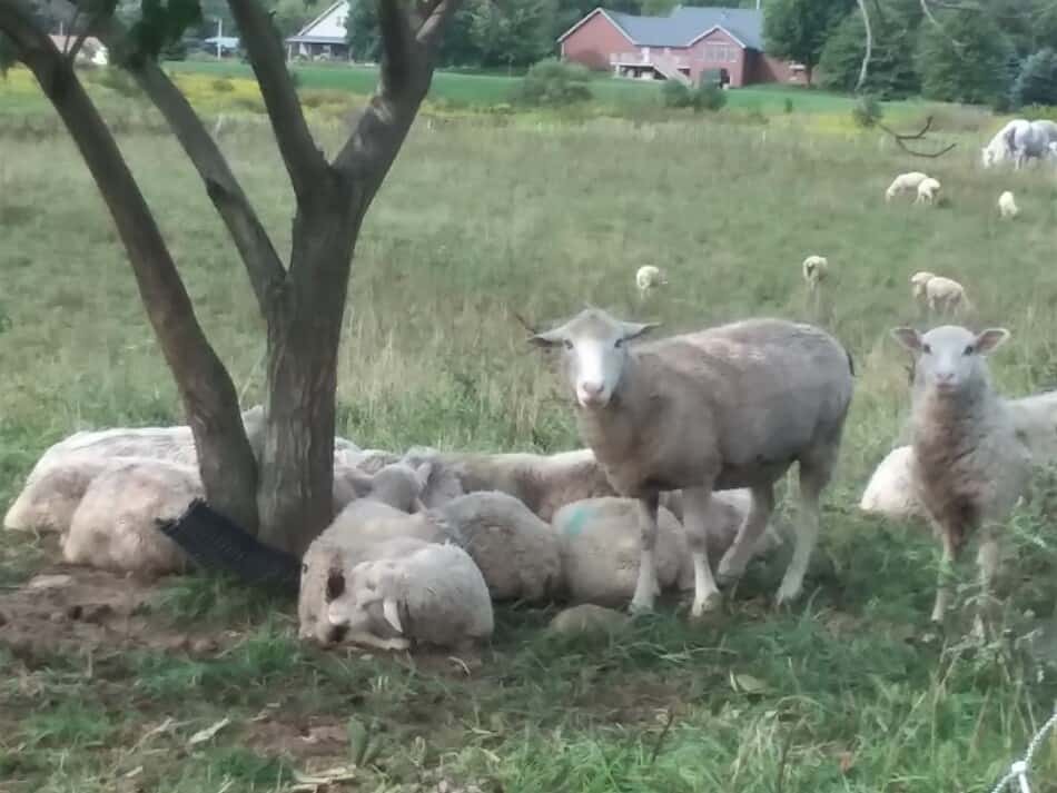 sheep resting in the shade of a Butternut tree