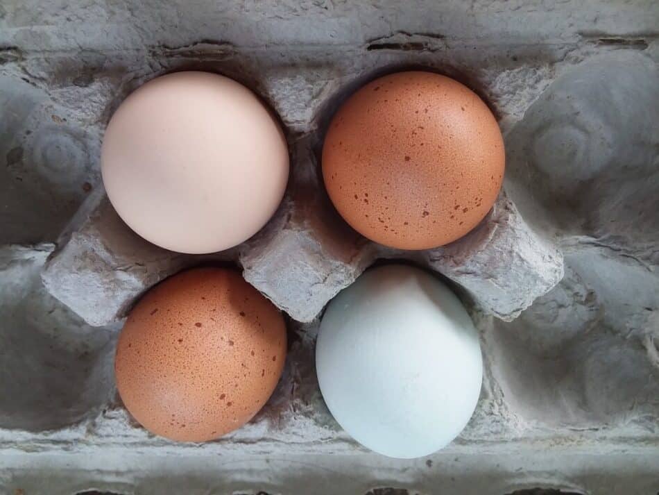 chicken eggs from a variety of chickens