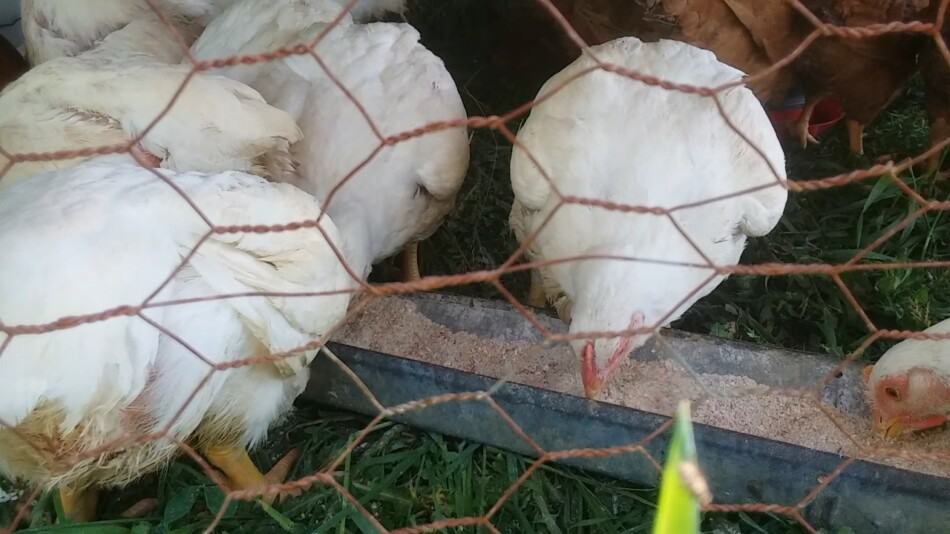 broilers eating feed in a chicken tractor