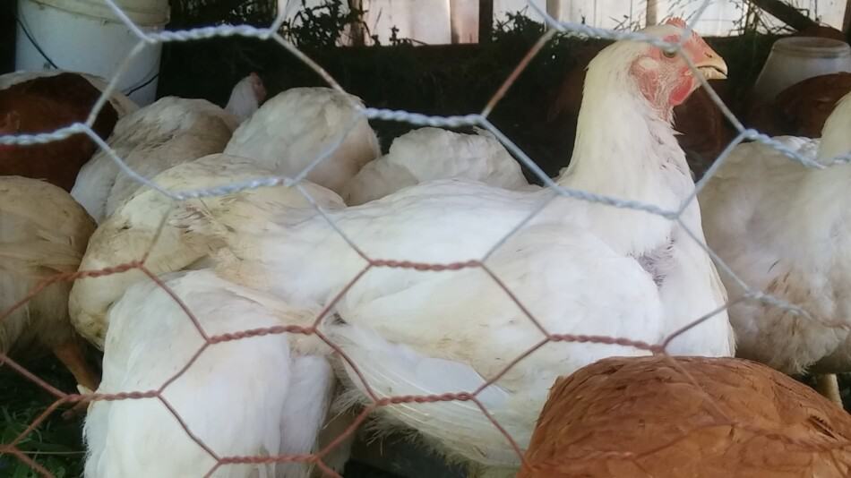 pastured broilers eating out of a trough