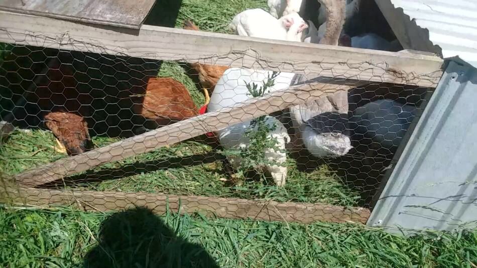 chicken tractor with broilers and a gosling