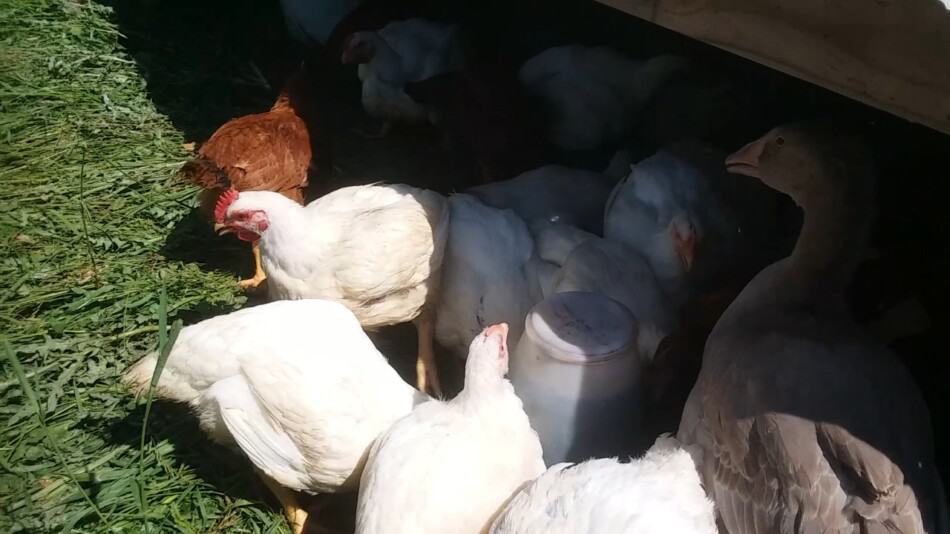 broilers, white and red, in a pasture pen with a gosling