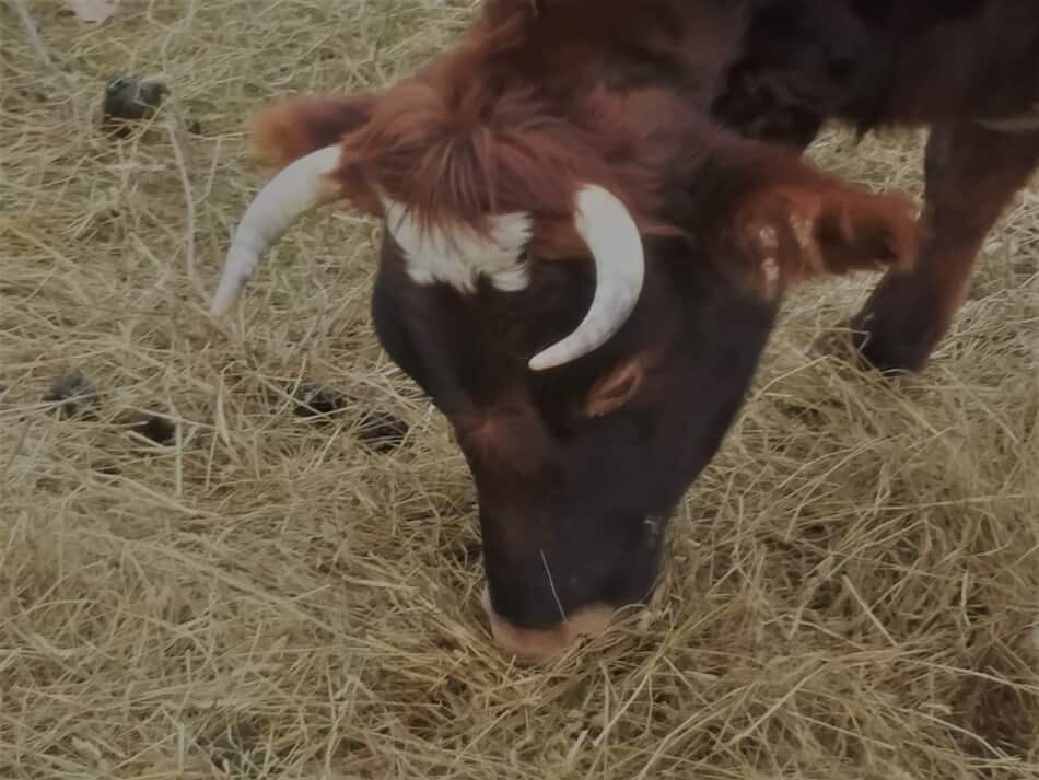 horned cow eating hay off of the ground