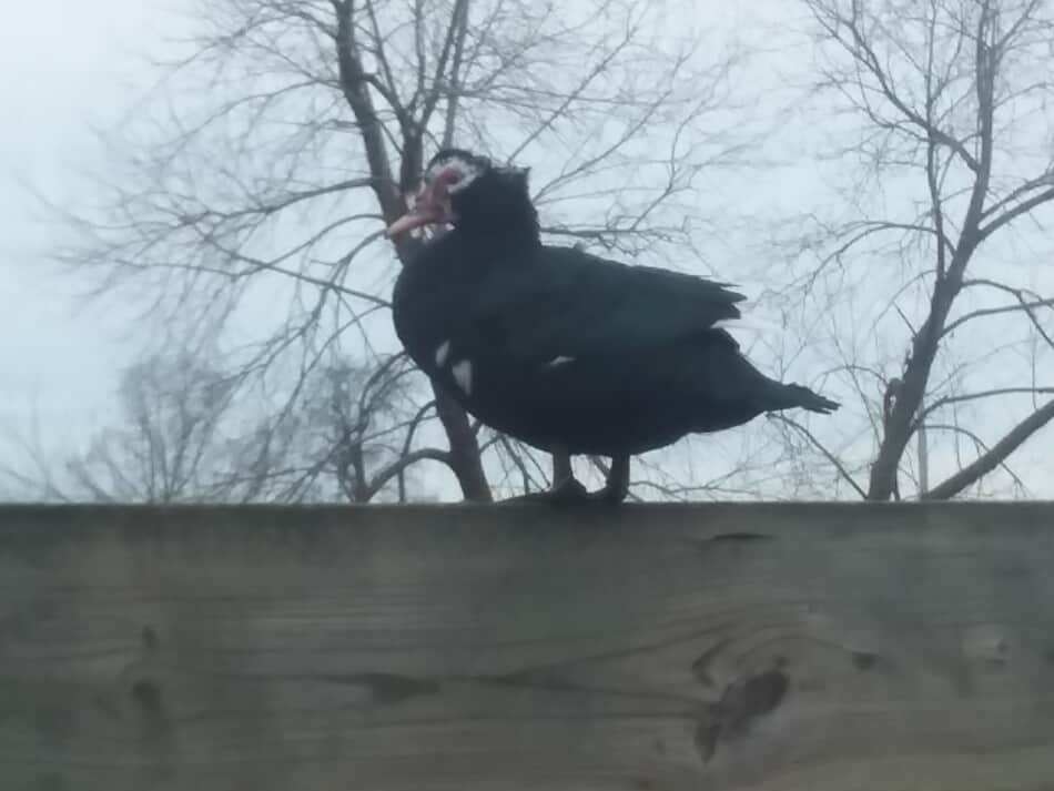 Muscovy duck on a wagon side