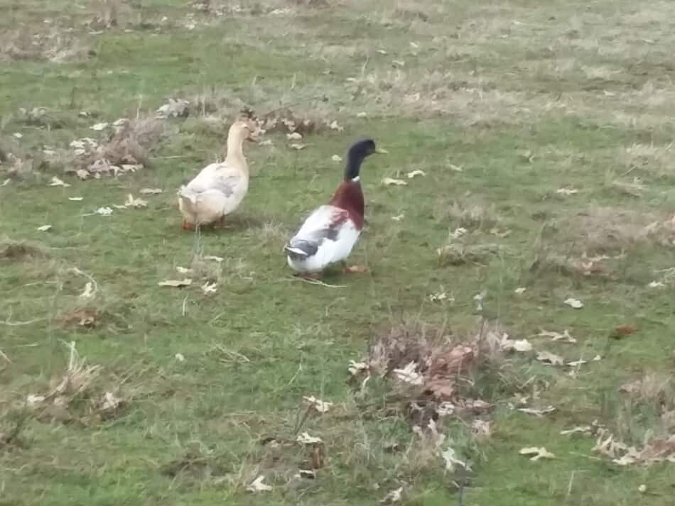 pair of Saxony ducks