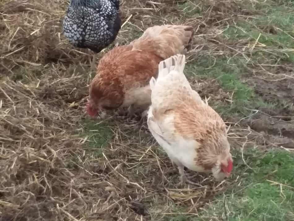laying hens pecking in the grass