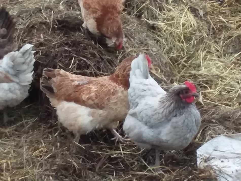 chickens scratching through hay
