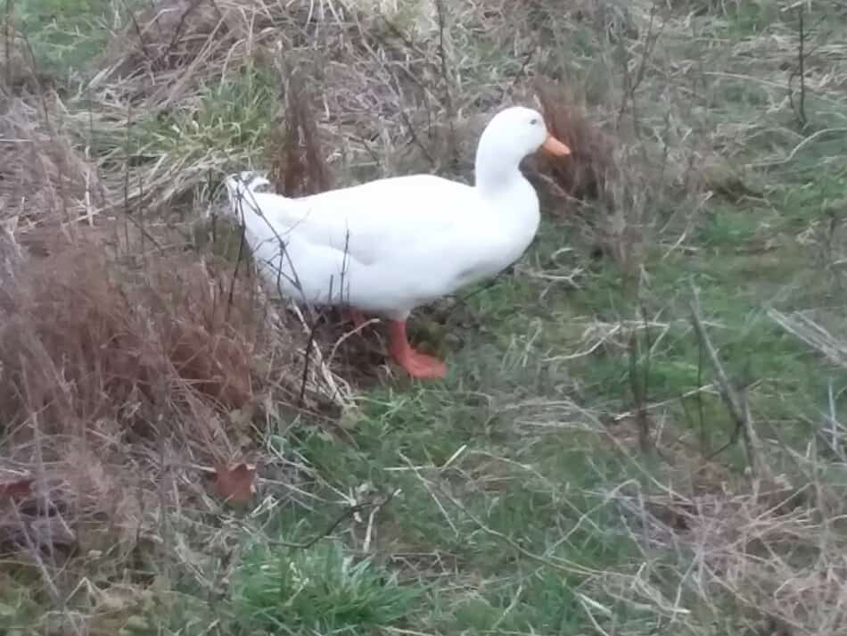 Pekin drake on grass in late winter