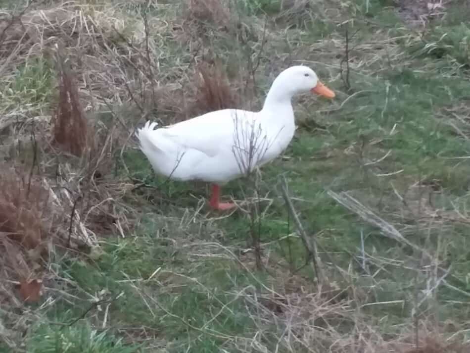 Pekin drake in grass