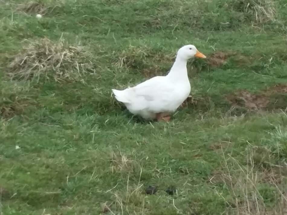 female Pekin duck walking in the grass