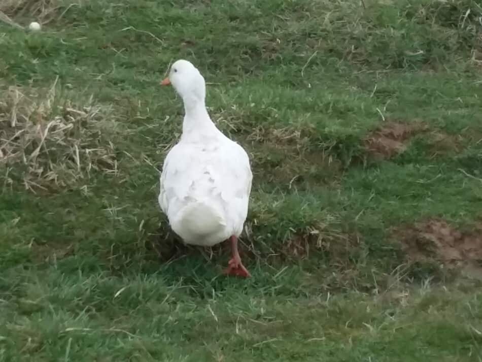 rear view showing the width of a Pekin duck. The duck is in the grass walking away from me