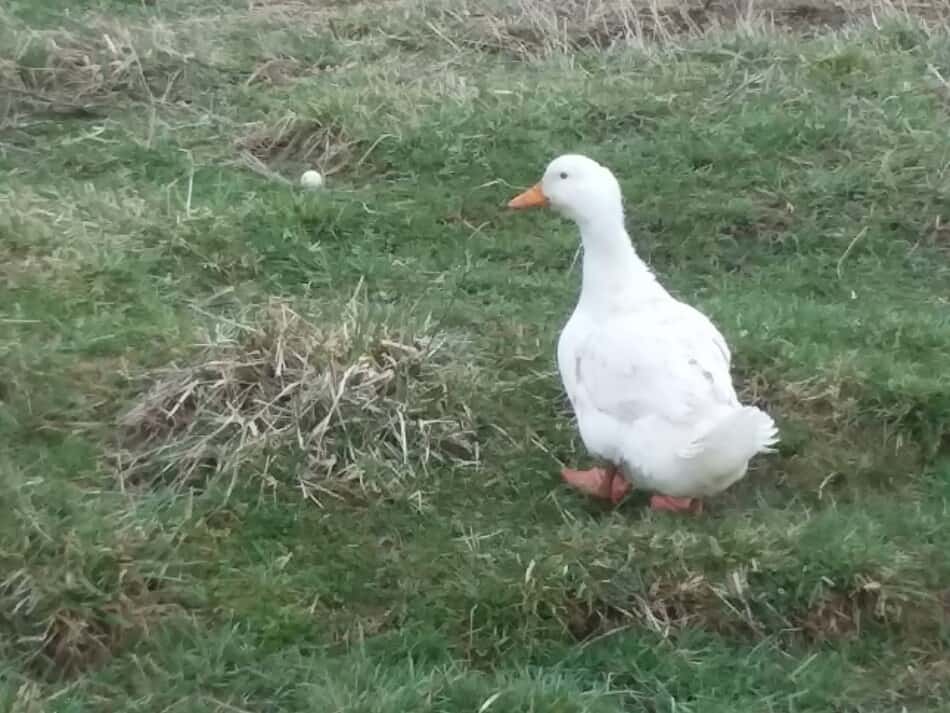 Pekin duck walking in grass