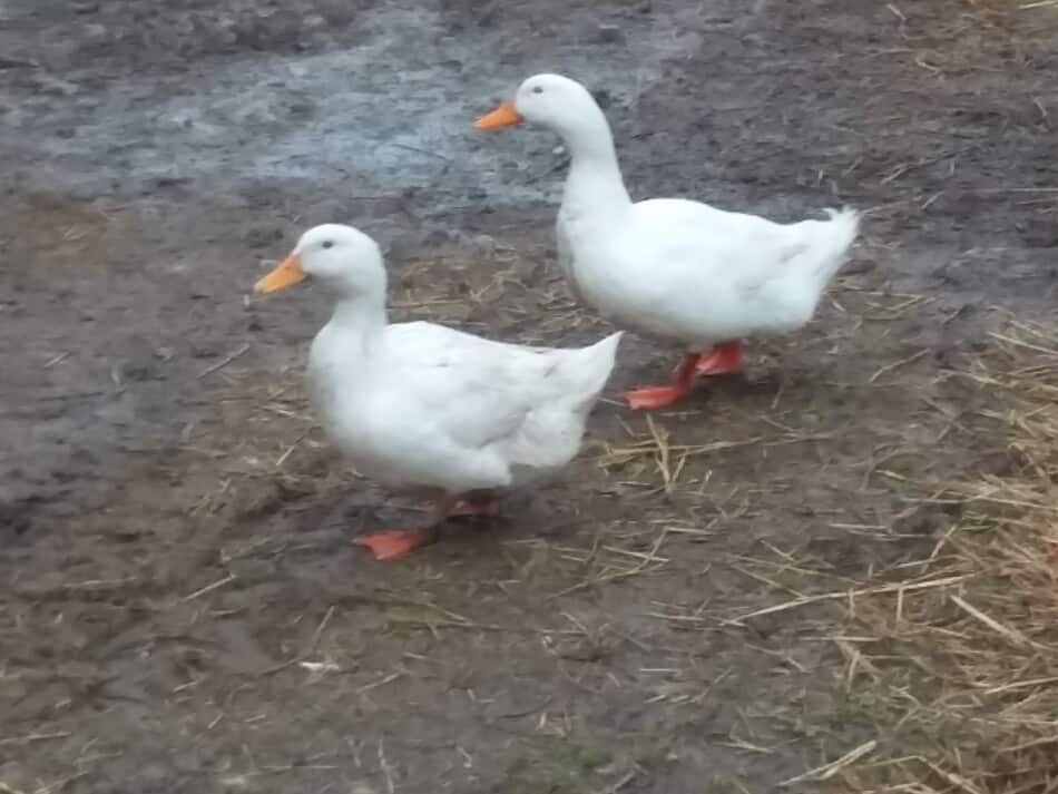 pair of Pekin ducks