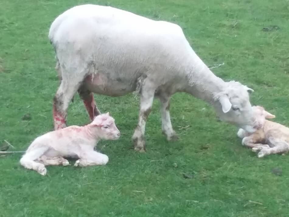 newborn twin lambs