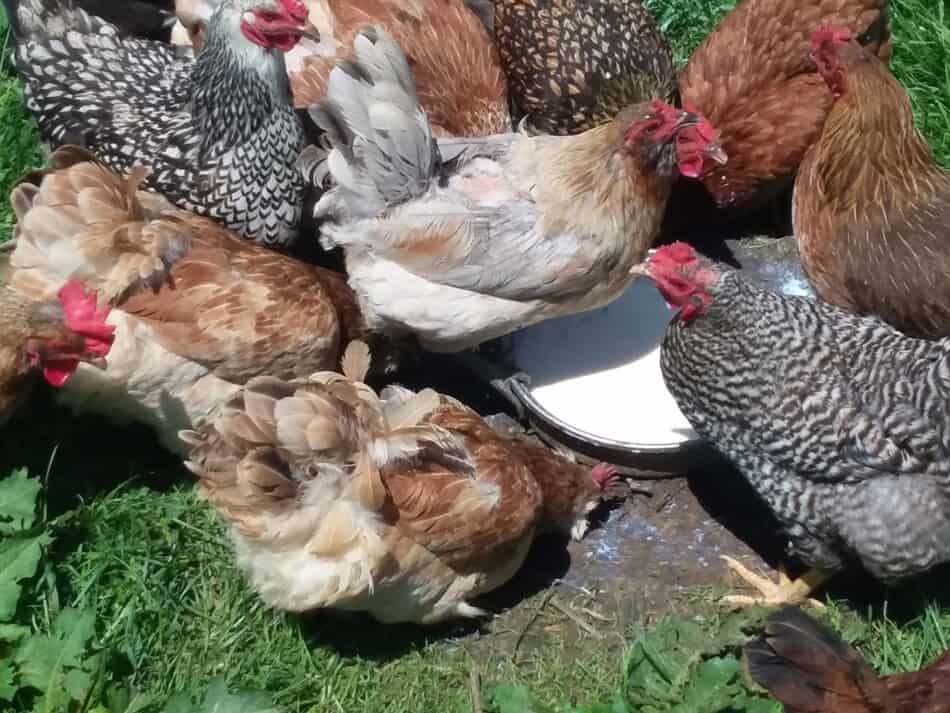 laying hens of various breeds drinking a container of milk